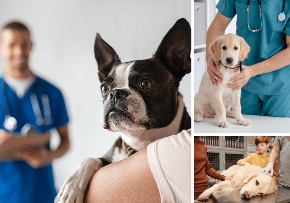 4-vaccines-your-puppy-needs-a-must-read-guide-to-your-pup-s