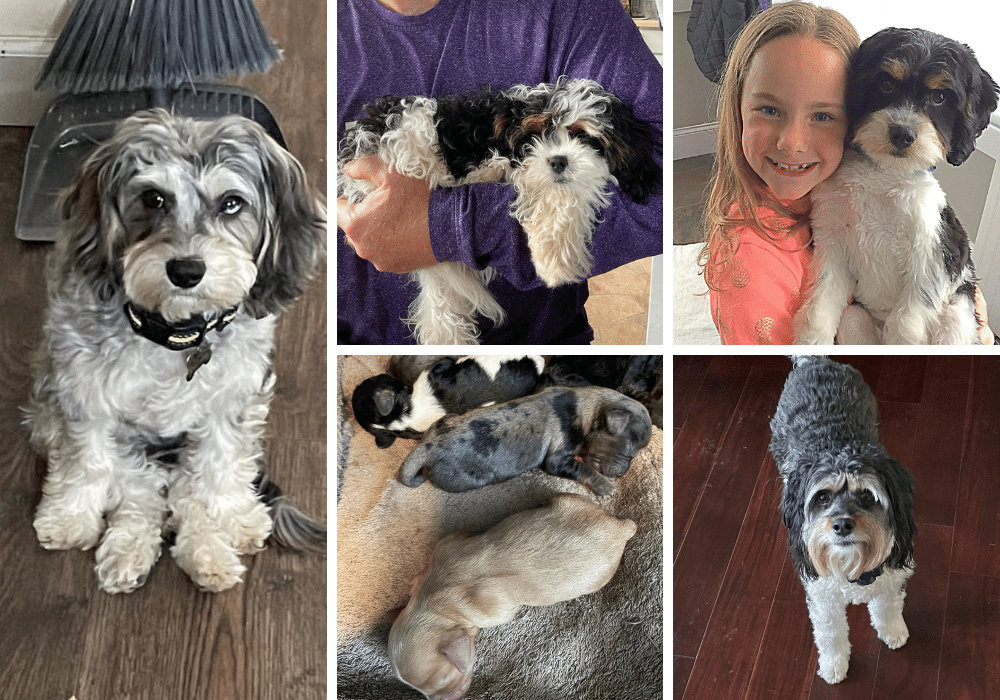 Cavapoos - Adorable Lap Dogs that Everyone Loves