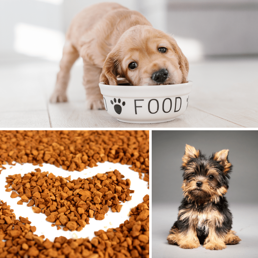 5 Best Dog Foods for your New Puppy