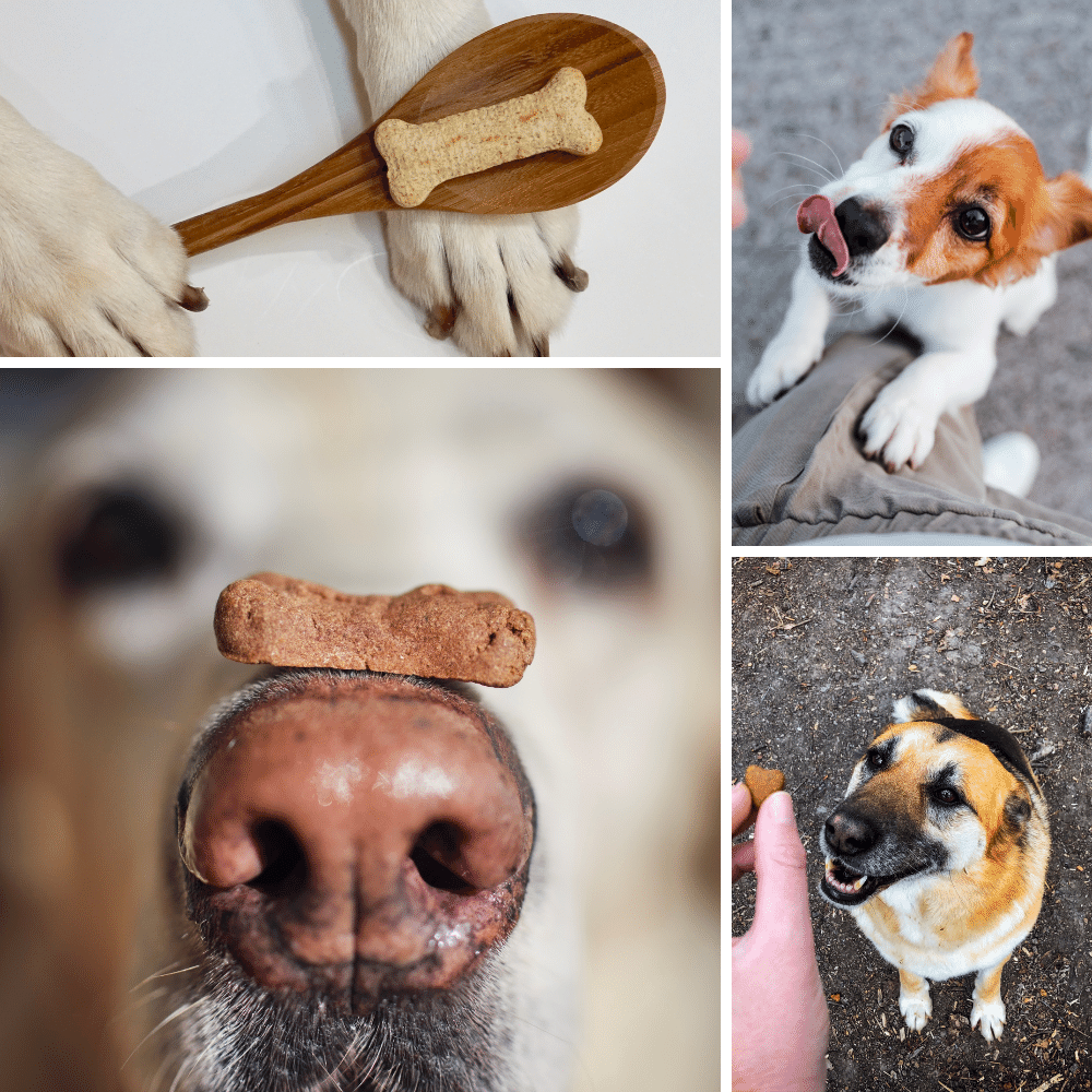 Which Treats will Make Your Dog Smile?