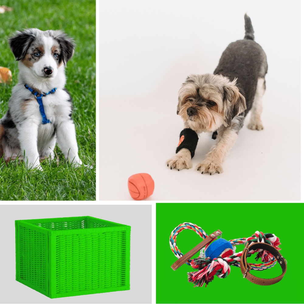 No More Mess: How to Keep Your Dog's Toys in One Place