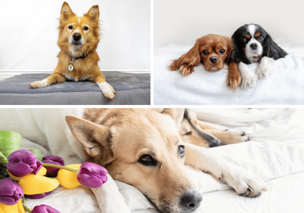 The Chew-Proof Guide to Dog Beds: Keep Your Pup Comfy and Your Furniture Safe!