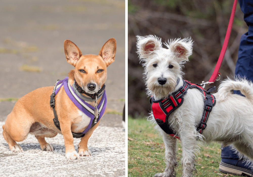 The Best 6 Harnesses for Your Small Dog: Comfort and Protection for Your Best Bud!