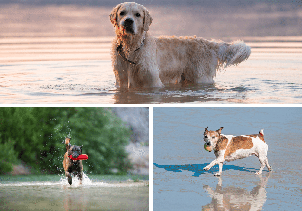 Water Woofs: The Best Water Toys for Your Furry Friend's Summer Fun!