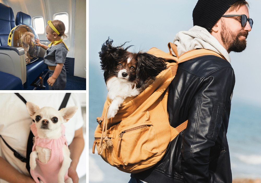 10 Doggy-Approved Backpack Carriers: A Walk in the Park for Furry Friends!