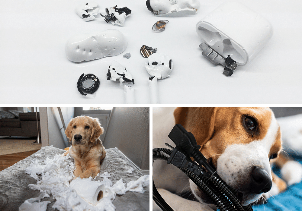 Top 6 Dog Safety Solutions for Your Home: Keep Fido Safe and Secure!