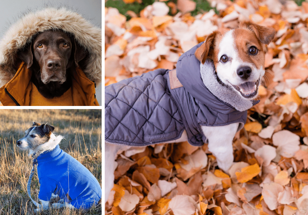 Wrap Up Your Pooch in Style: 6 Winter Coats for Dogs to Keep Them Cozy!