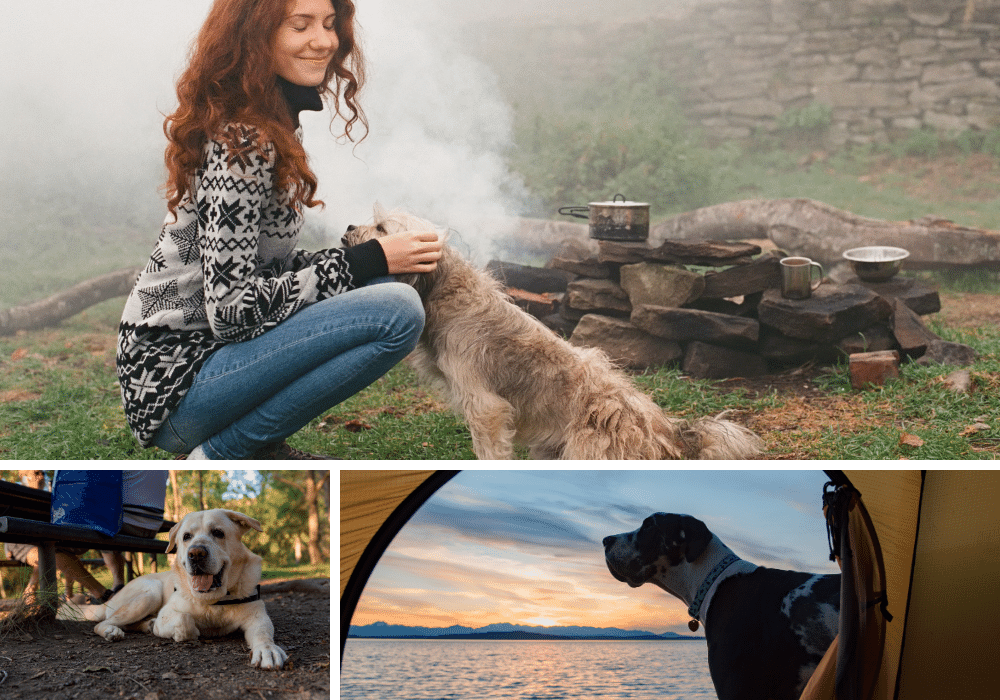 Fido Ready For Adventure? Check Out These Top 10 Dog Camping Gear Picks! Part 2 of 2