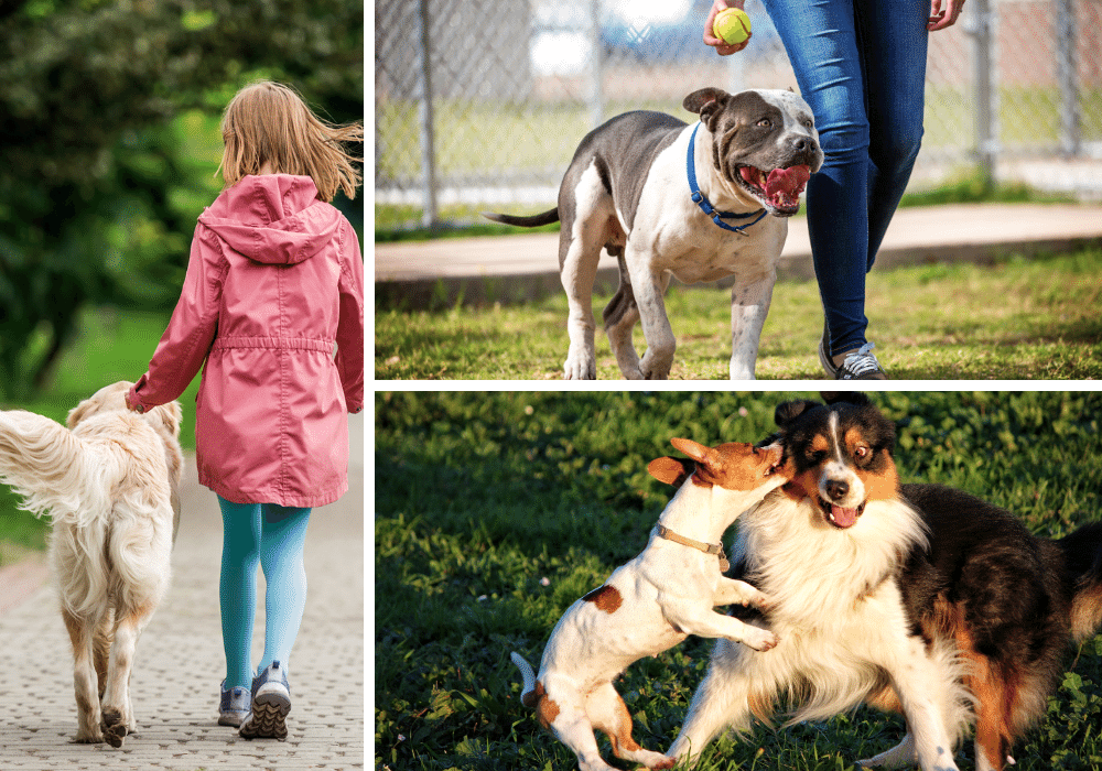 Exploring Dog Parks: Let's Talk Doggy Etiquette and Great Gear for the Park