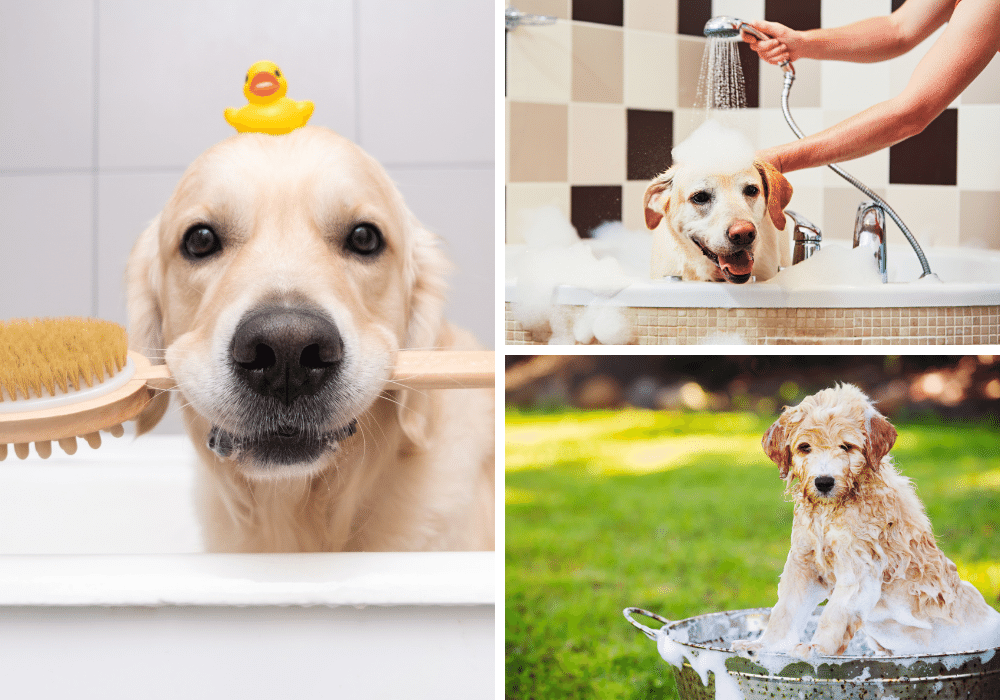 Five Dog Shower Attachments to Get Your Pooch Clean in No Time: A Dog-Owner's Guide!