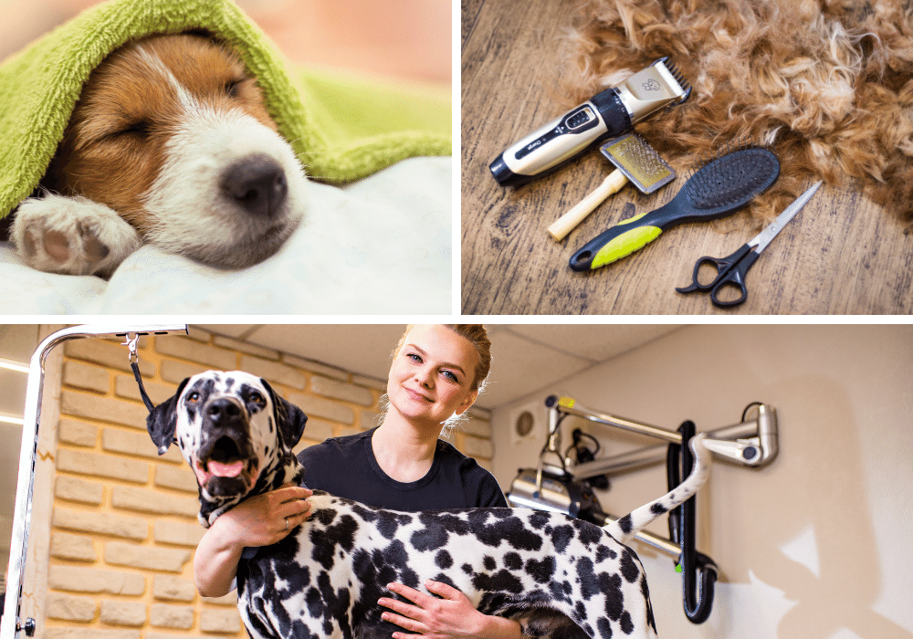 Groom Your Dog to Perfection: Top 10 Grooming Products for Dog Owners