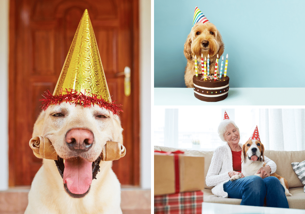 Celebrating Fido's Birthday In Style: 10 Dog Birthday Gifts To Spoil Your Pooch!