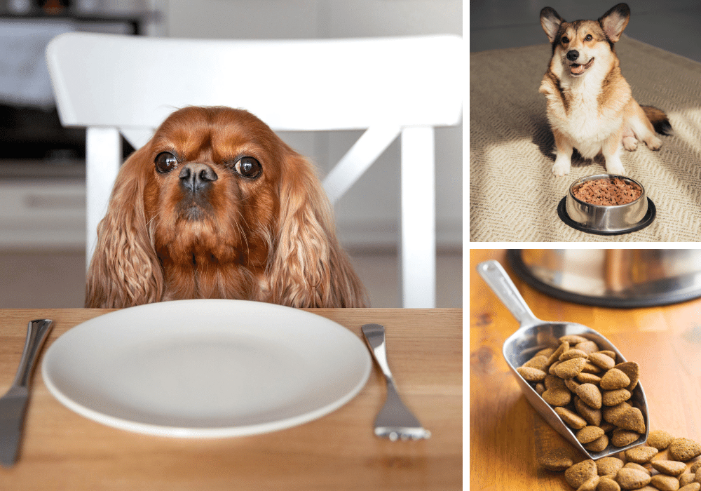 Tail-Wagging Dog Food for Small Breeds: The Top 5 Picks