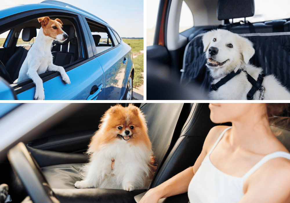 Keeping Your Dog Safe on the Go: Reviewing the Top 5 Dog Car Seatbelts