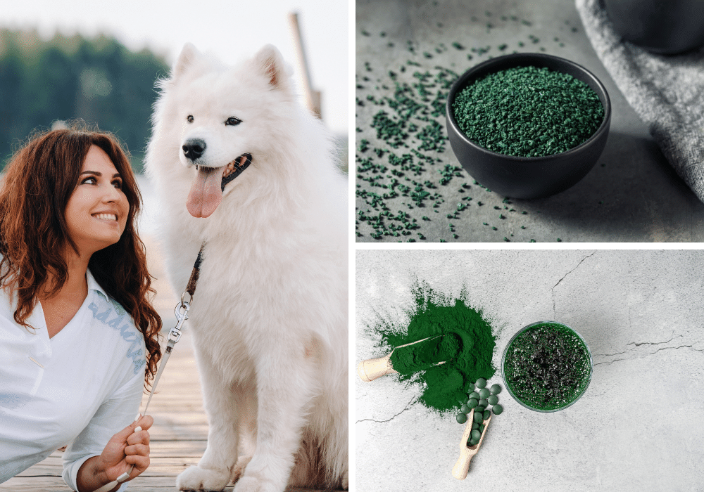 Barking Up The Right Tree: Rating 5 Spirulina Supplements For Dogs