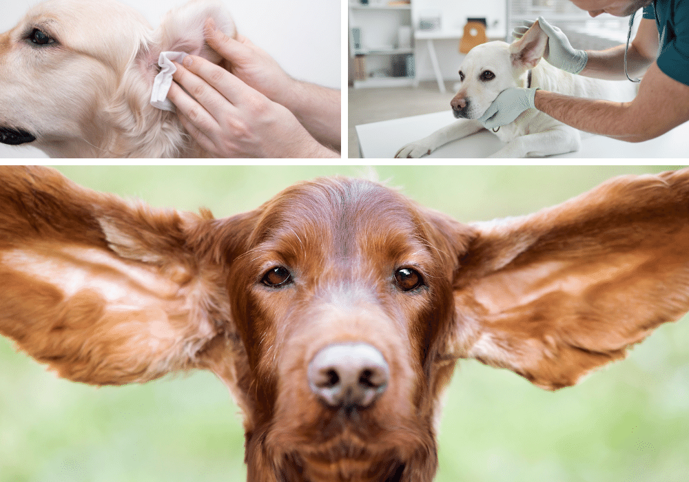 Pup-approved! 5 Dog Ear Wipes for Cleaner, Happier Ears